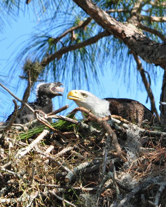 2016-2017 EagleWatch By The Numbers (2016-2017) Audubon EagleWatch experienced significant growth in monitoring efforts for the 2016-2017 nesting season.