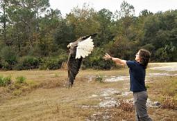 The data we collect help track the health of Florida s eagle population and inform conservation decisions. Even more exciting - last year was a good nesting season.
