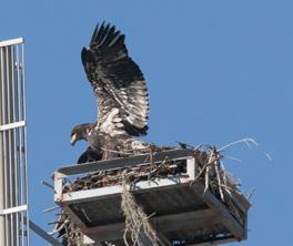 On the Horizon: Eagles Expected to Continue Nesting on Artificial Structures Although the majority of Florida s Bald Eagles nest in live pines and other trees, nests on artificial structures have