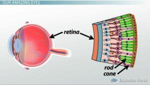 Retina, Rods, and Cones Retina Light sensitive area that houses our vision sensory receptors.