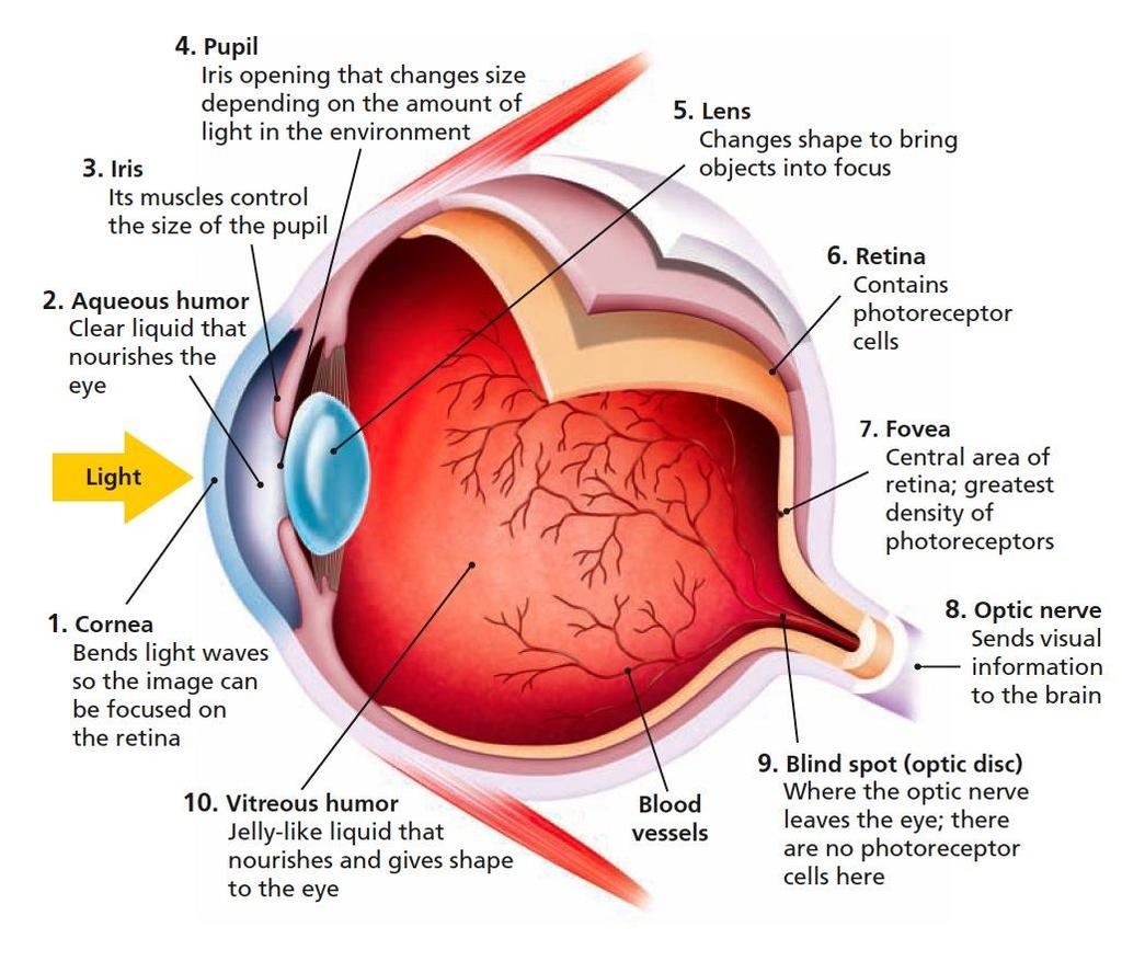 Figure 3.2 Structure of the Eye Light enters the eye through the cornea and pupil. The iris controls the size of the pupil.