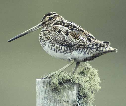 10 Birding in Bowland The Birds Snipe Ring ouzel A highly secretive bird, the snipe is most often seen when it is flushed from tall, wet