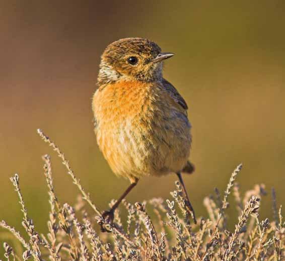 12 Birding in Bowland Birding Locations Birding locations to visit.