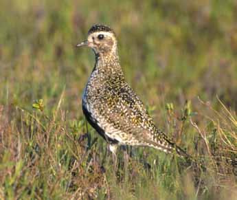 9 Birding in Bowland The Birds Golden plover Red grouse In its spangled black and gold breeding plumage, this shy wading bird