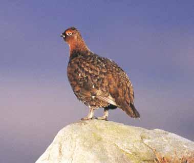 A relatively rare bird in the Forest of Bowland, this moorland specialist is most common on the northern fells.