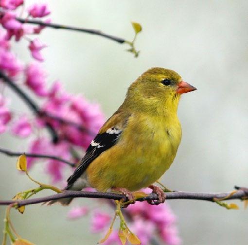 American Goldfinch The Black-capped Chickadee, known in French as Mésange à tête noire, has the