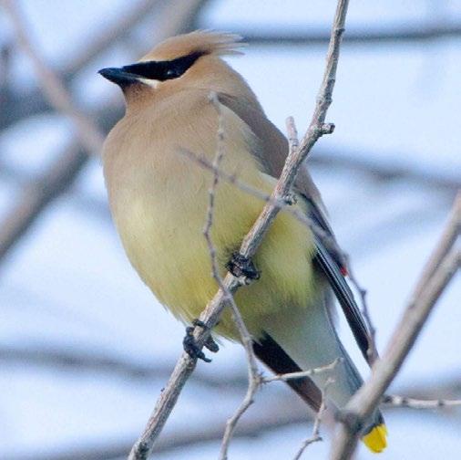 Cedar Waxwing - Photographed by BJ Stacey The Chipping Sparrow, known in French as Bruant familier,