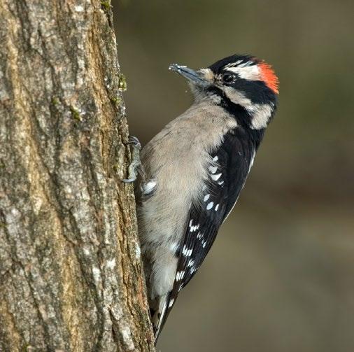 habitats. Downy Woodpecker House Finches now thrive in our yards, parks and urban centres.
