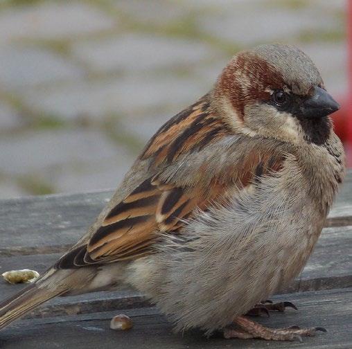 This week s species is the House Sparrow. Anyone with a backyard bird feeder knows the House Sparrow.