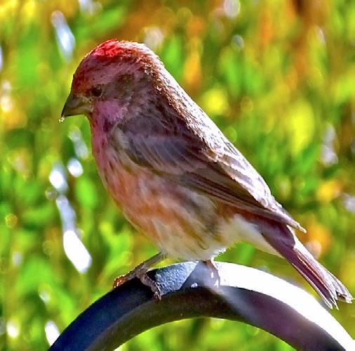 The name Purple Finch is somewhat misleading as the males are actually a pink/ red colour.