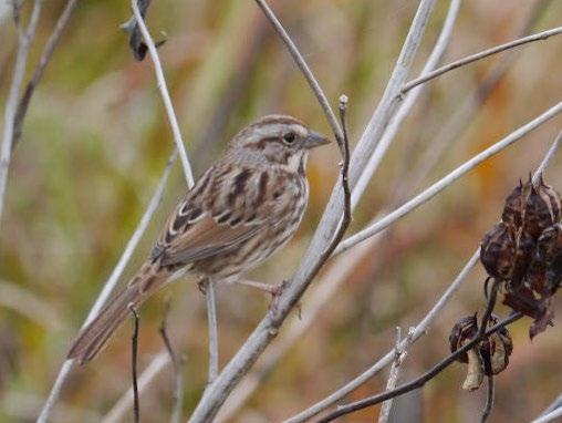 The Song Sparrow, known in French as Bruant chanteur, is one of the most actively singing songbirds during the nesting season.
