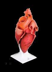 Complex models, like this heart, can be printed with gradients on 3D Systems CJP printers CJP parts realistically represent the final product s design intent Benefits of ColorJet Printing The x60