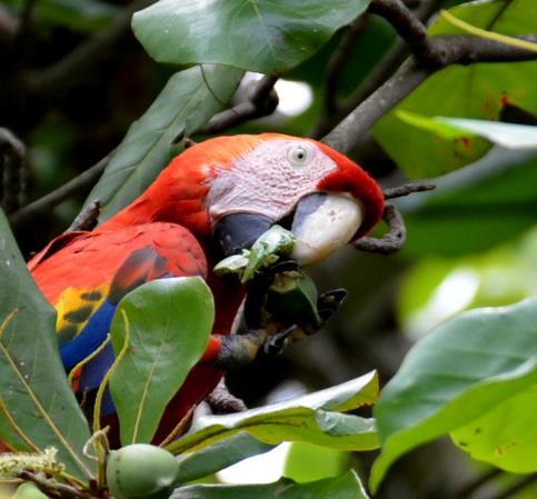 This trip includes birding in the cloud forest of San Gerardo de Dota, coastal rainforest on the South Pacific Coast, and the Costa Rican Bird