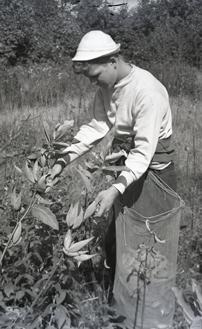 Since milkweeds were ubiquitous, light and easily collected, children were drafted to harvest wild milkweed.