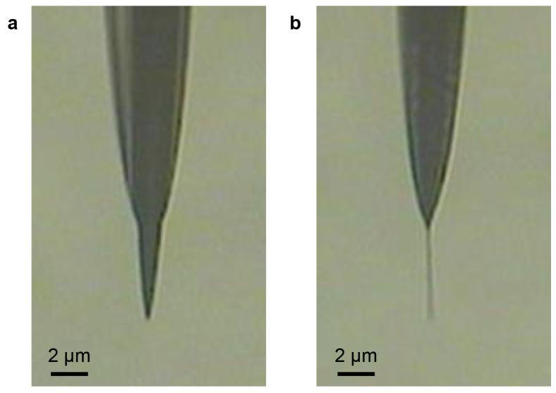 Figure S5. Optical images of typical W (a) and Au NW (b) electrodes for recording neural signals. Investigation on the Status of Au NW Electrode in a Brain-Like Material and a Brain Slice.
