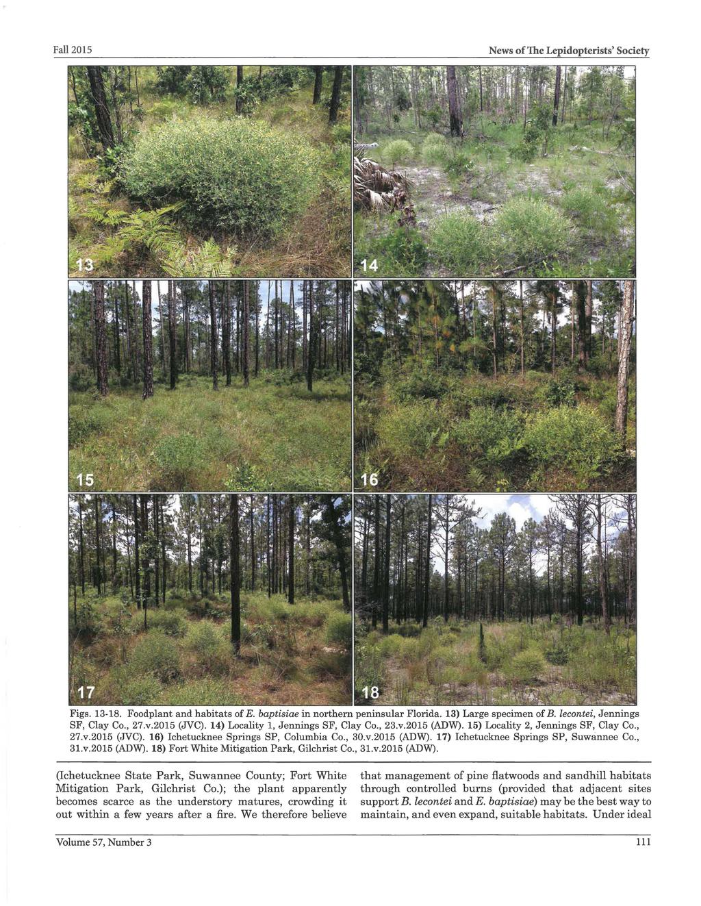 Figs. 13-18. Foodplant and habitats of E. baptisiae in northern peninsular Florida. 13) Large specimen of B. lecontei, Jennings SF, Clay Co., 27.v.2015 (JVC). 14) Locality 1, Jennings SF, Clay Co.