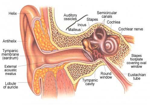 The Ear How Stuff Works How Hearing Works