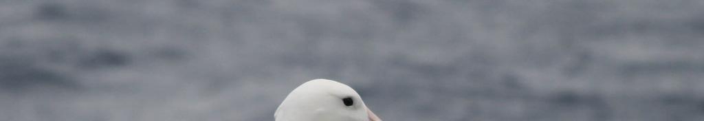 Southern Royal Albatross, Drake Passage, 130108 Photo