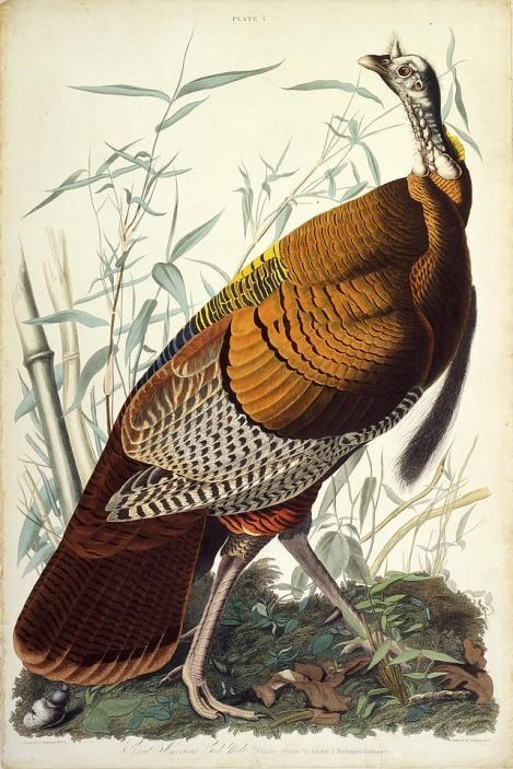 The great master artist Audubon did both of the turkey pictures above. He puts the birds in their natural habitat.