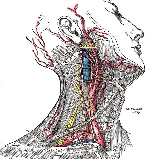 Gray s Anatomy Superficial dissection of the right side of the