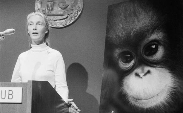 LUCY AND THE LEAKEYS/ JANE GOODALL Articles / Cynthia Stokes Brown Anthropologists have discovered important evidence to show how humans differ from their cousins, the primates.