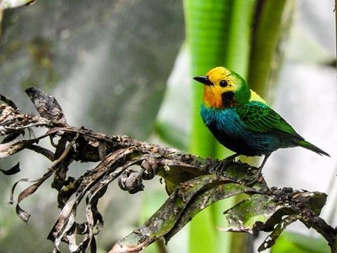 THE VERY BEST OF COLOMBIA Andean Ranges and Inter-Andean Valleys, the Chocó Bioregion, the Santa Marta