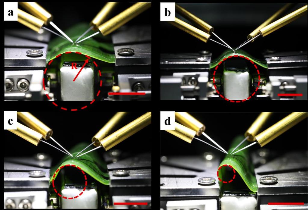 Supplementary Figure 7. Performance testing of the transferred devices/circuits on a curved leaf.