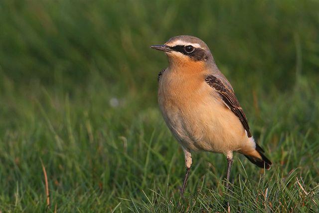 English name: Northern wheatear Scientific name: Taxonomical group: Class: Aves Species authority: Linnaeus, 1758 Order: Passeriformes Family: Muscicapidae Subspecies, Variations, Synonyms: