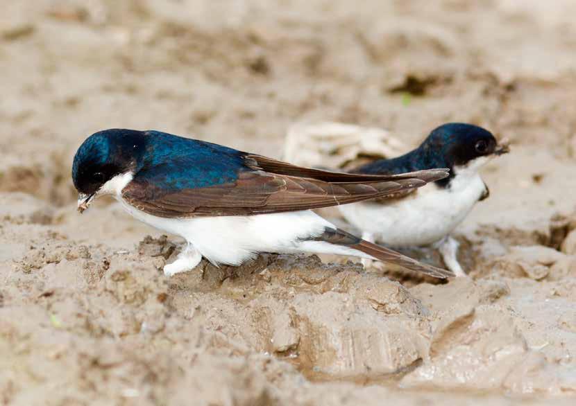 BTO House Martin Appeal The House Martin Survey Sound science to inform conservation action.