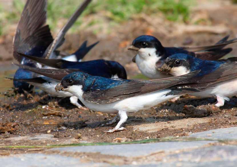 BTO House Martin Appeal Why we need to act now Keeping the House Martin out of the red.