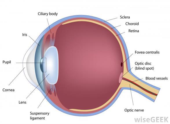 1. Introduction to Anatomy of the Eye and its Adnexa Fig 1: A Cross section of the human eye. Let us imagine we are traveling with a ray of light into the eye.