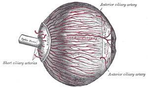 The iris is continuous posteriorly with the ciliary body (fig 6) and the choroid.