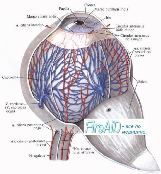 Its main function is to provide nutrition and support for the overlying and underlying structures. Fig 6: A diagram of the ciliary body (pars plana and [pars plicata).
