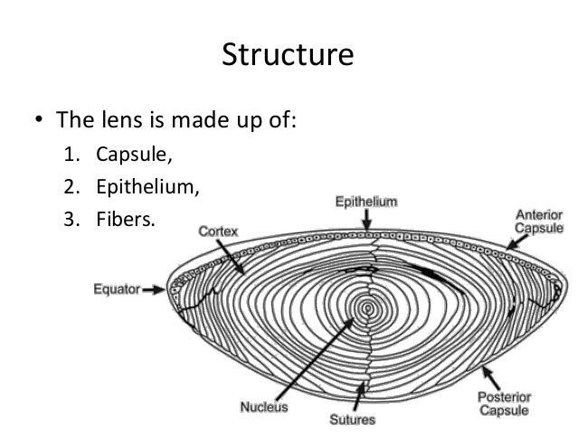 After light passes through the pupil it meets a transparent object suspended from the ciliary body known as the crystalline lens (Fig 9). The lens is an important refractive medium of the eye.