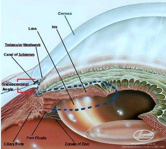 The transparent fluid that fills the anterior chamber is known as the aqueous humor and is formed by the ciliary body and secreted into the posterior chamber, behind the iris, it then passes through