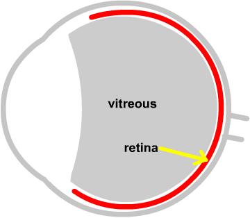 Fig 11: A diagramatic representation of the vitreous body. Fig 12: The vitreous body as seen after peeling the sclera, choroid and retina away.