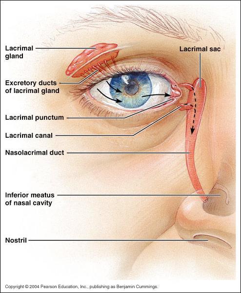 Within the orbit the eye is surrounded by fat,muscles, nerves and vessels,in addition to the lacrimal