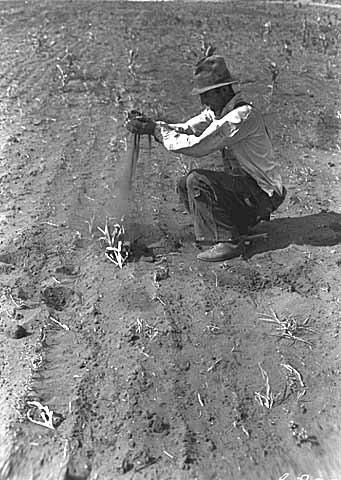 THE DUST BOWL A severe drought gripped the Great Plains in the early 1930s Wind scattered the topsoil, exposing sand and grit The resulting dust