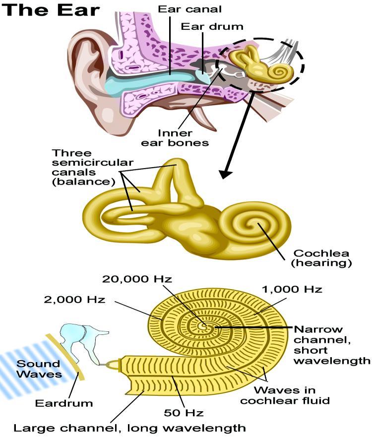 Ans: The perception of sound starts with the eardrum. The eardrum vibrates in response to sound waves in the ear canal.