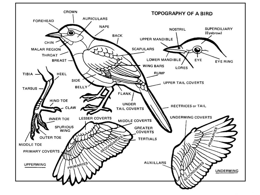 FOCUS in on Bird Characteristics Learning the various parts and characteristics of birds will help you identify and communicate your observations more accurately.