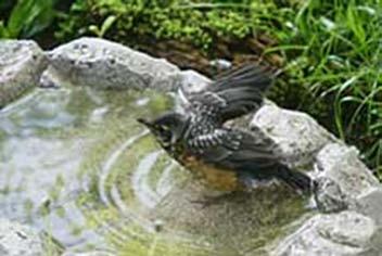 Design a Bird Bath Bird Bath Specifications Use a shallow pan, a garbage can lid or a readymade concrete bath. One with a dripping faucet over it is good.