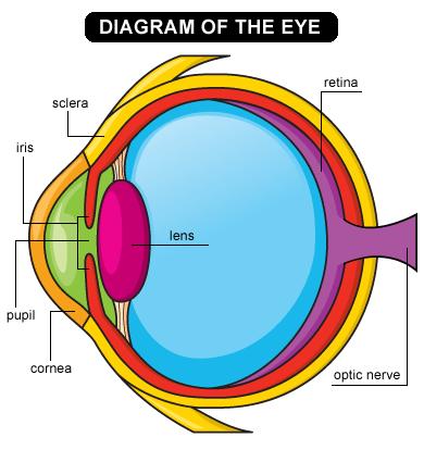 Parts of the eye 1. Cornea: Transparent tissue where light enters the eye, also responsible for protecting the eye 2.