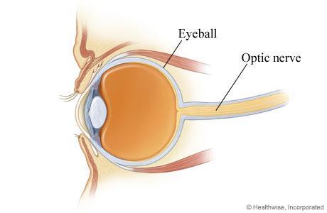 Optic Nerve & Blind Spot Optic nerve: Carries neural impulses from the eye to the brain.