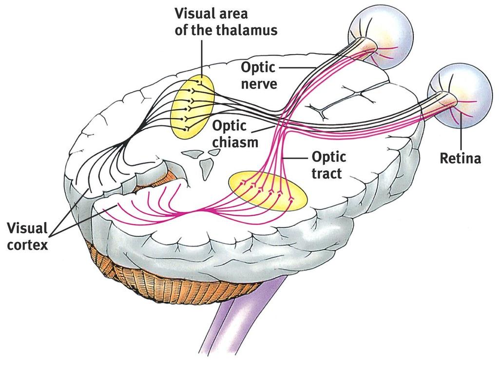 Visual Information Processing Optic nerves connect to the thalamus in