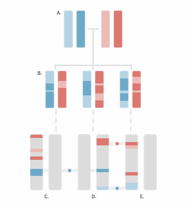Can you tell me more about matching relatives by DNA?