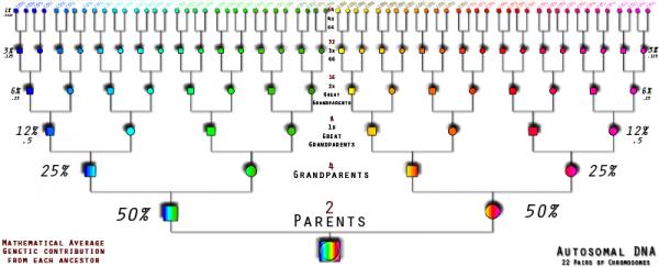 Your 2 Family Trees Genealogical Tree: all your ancestors Genetic Tree: