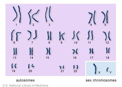 (Very) Basic Genetics We each have 23 pairs of chromosomes (total of 46) Numbered 1-22, with the remaining pair called X or Y If you