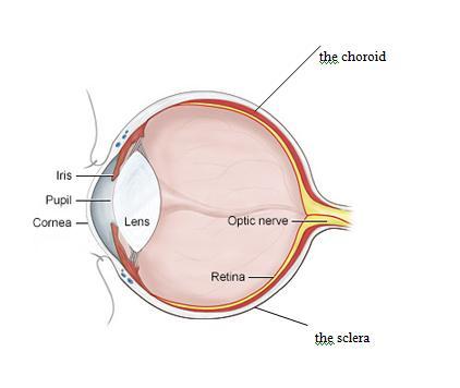 Sense Organs (Eye) The eye is the sense organ of sight. The eye is shaped like a ball and is located in bony sockets in the skull.