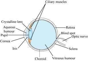 HUMAN EYE AND COLOURFUL WORLD Notes Physics - Grade 10 Human Eye Eye is one of the most sensitive sense organs in the human body. Our eye enables us to see this beautiful world.