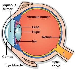 The white of the eye is known as the sclera. It is the tough, opaque tissue that protects the outer layer of the eye.